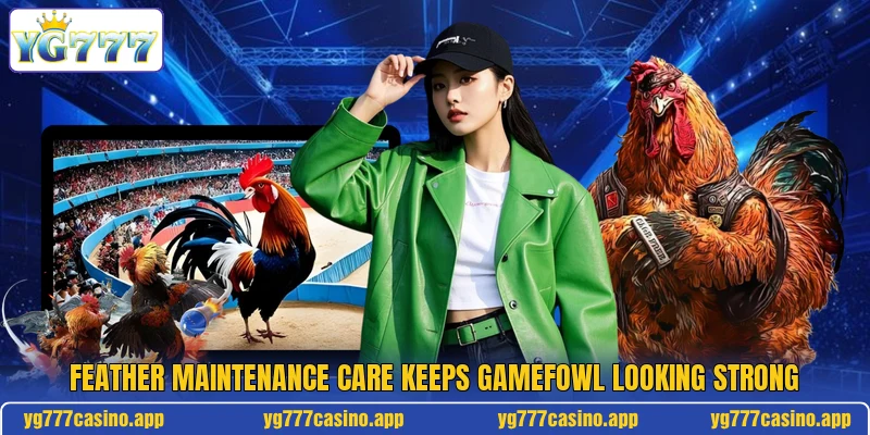 Feather Maintenance Care Keeps Gamefowl Looking Strong