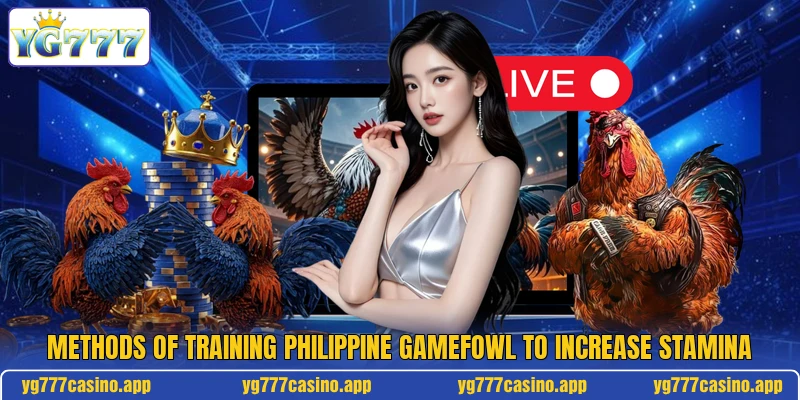 Methods of training Philippine gamefowl to increase stamina
