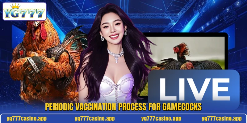 Periodic vaccination process for gamecocks