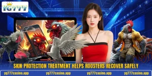 Skin Protection Treatment Helps Roosters Recover Safely