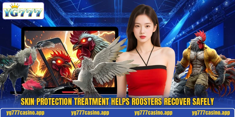 Skin Protection Treatment Helps Roosters Recover Safely