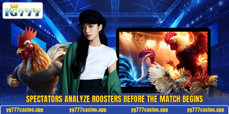 Spectators analyze roosters before the match begins Spectators analyze roosters before the match begins
