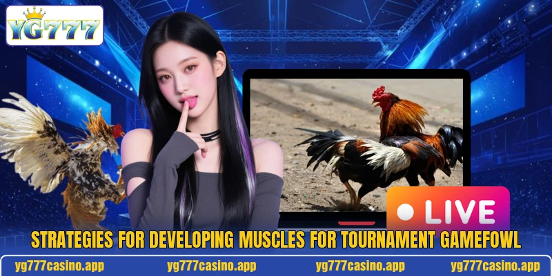 Strategies for developing muscles for tournament gamefowl