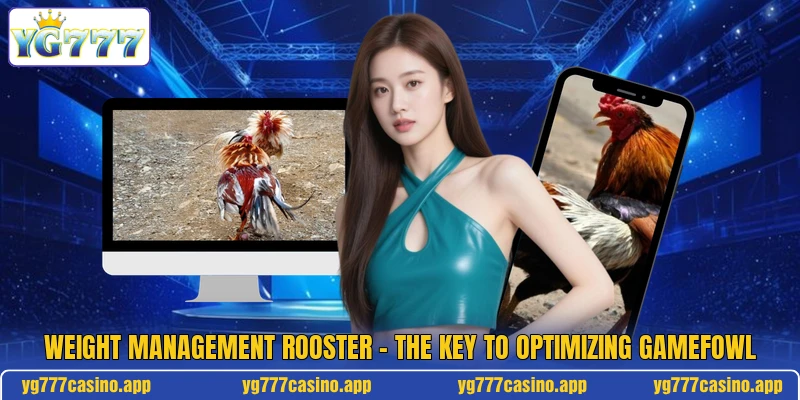 Weight Management Rooster - The Key To Optimizing Gamefowl